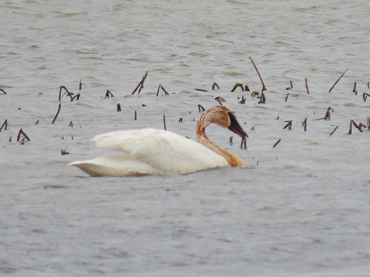 Trumpeter Swan - ML641478606