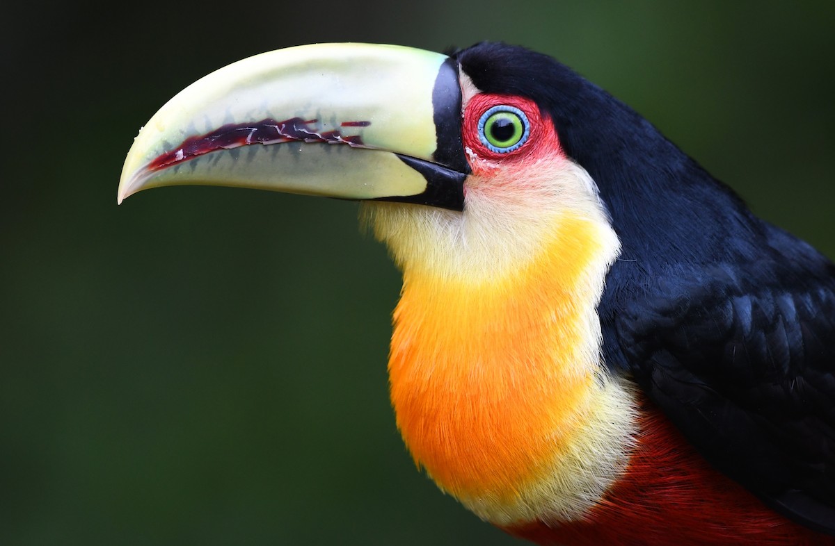 Тукан строкатий - ML641478607