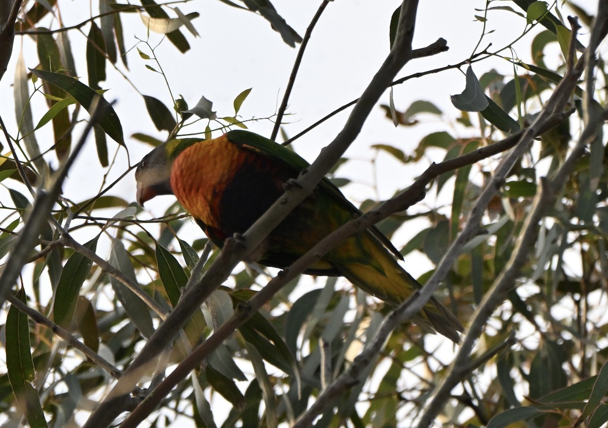 Rainbow Lorikeet - ML641478624