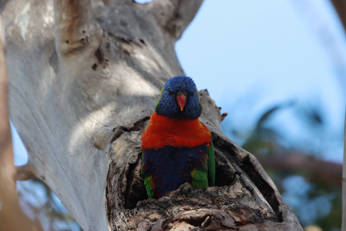 Rainbow Lorikeet - ML641478626