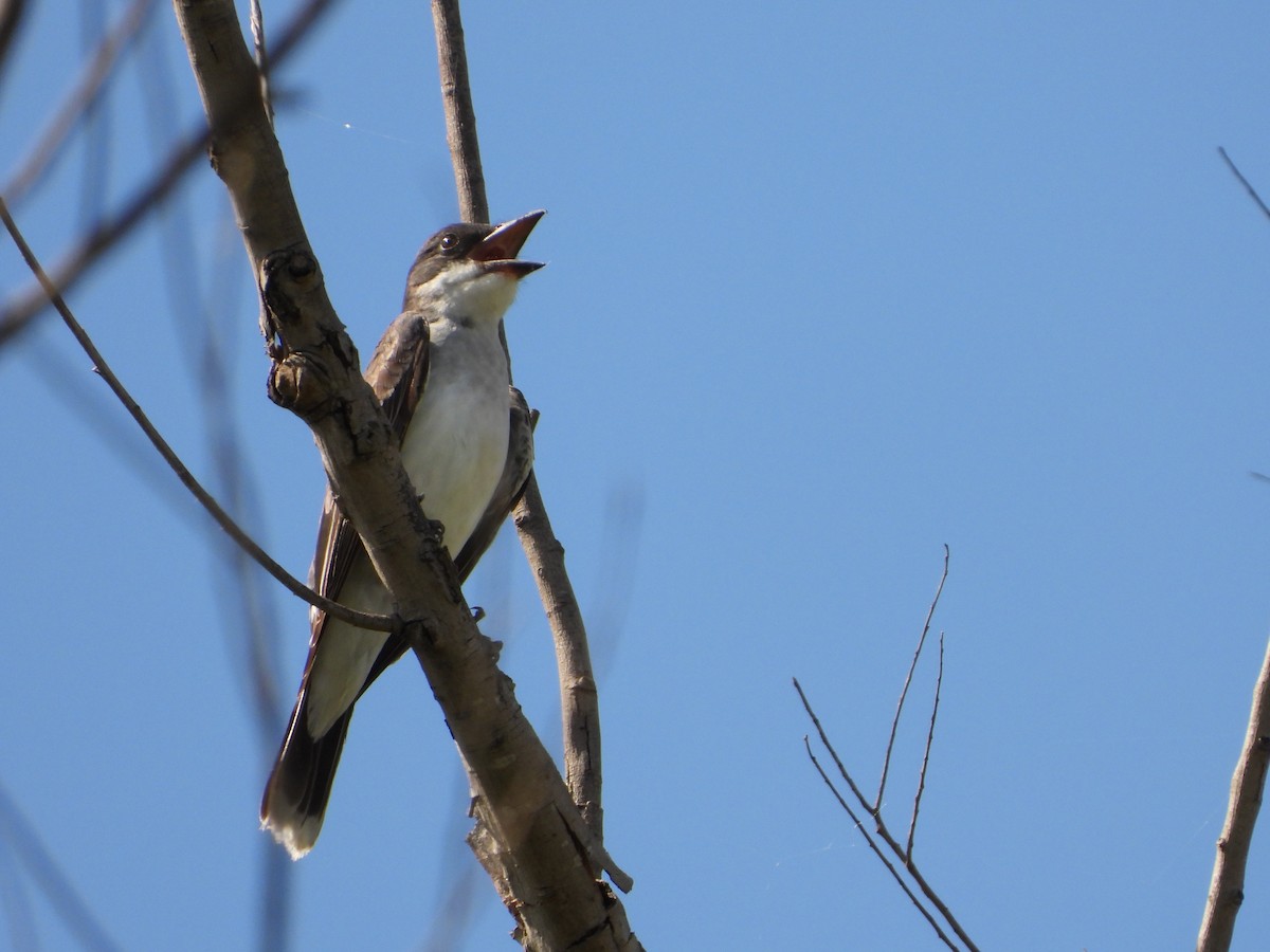 Eastern Kingbird - ML641478628