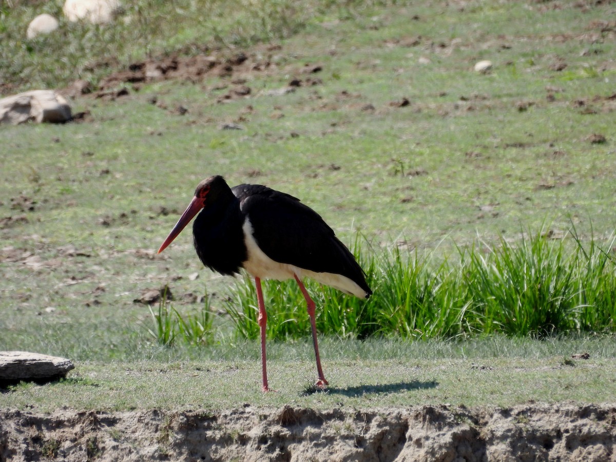 Black Stork - ML641478631