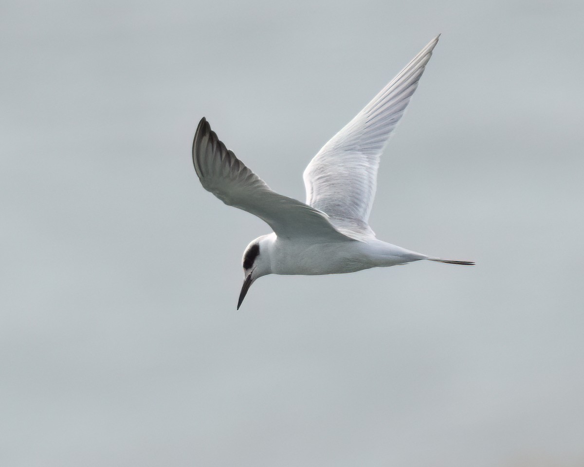 Forster's Tern - ML641478632