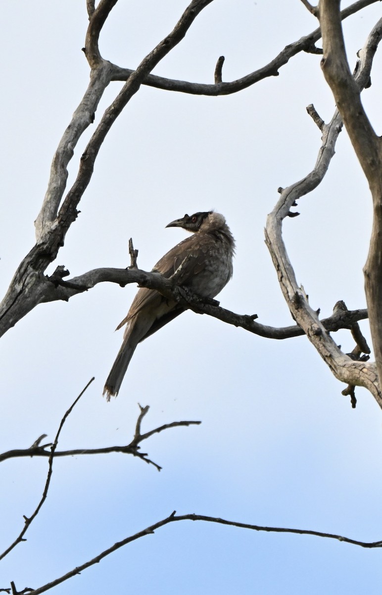 Noisy Friarbird - ML641478633