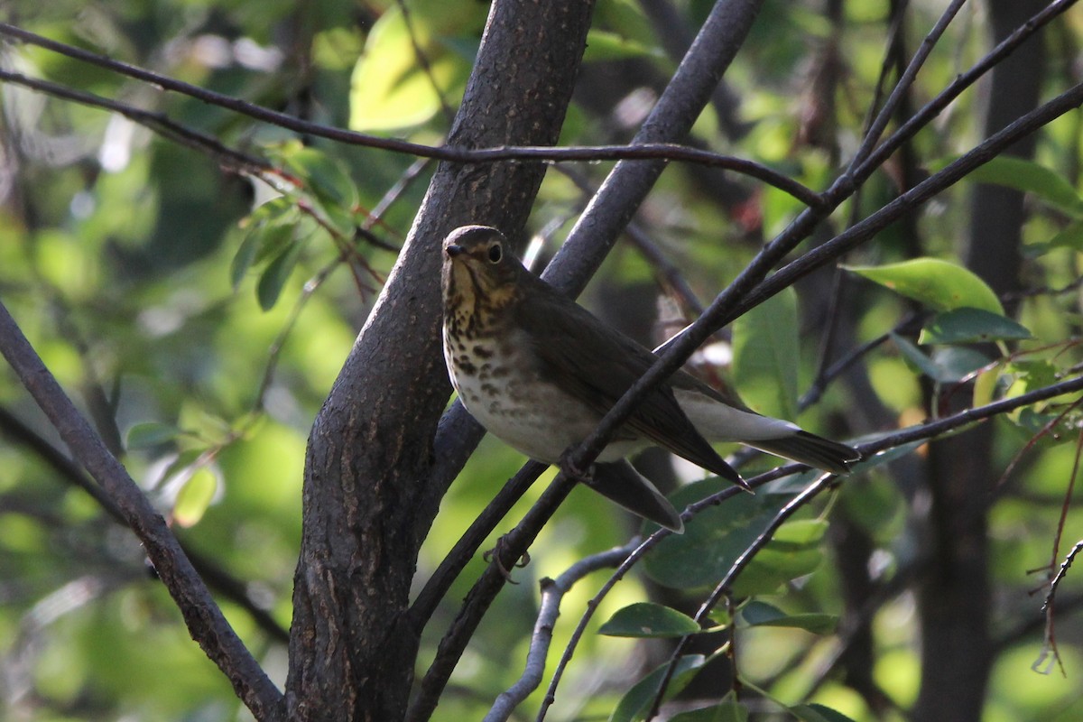 Swainson's Thrush - ML641478634
