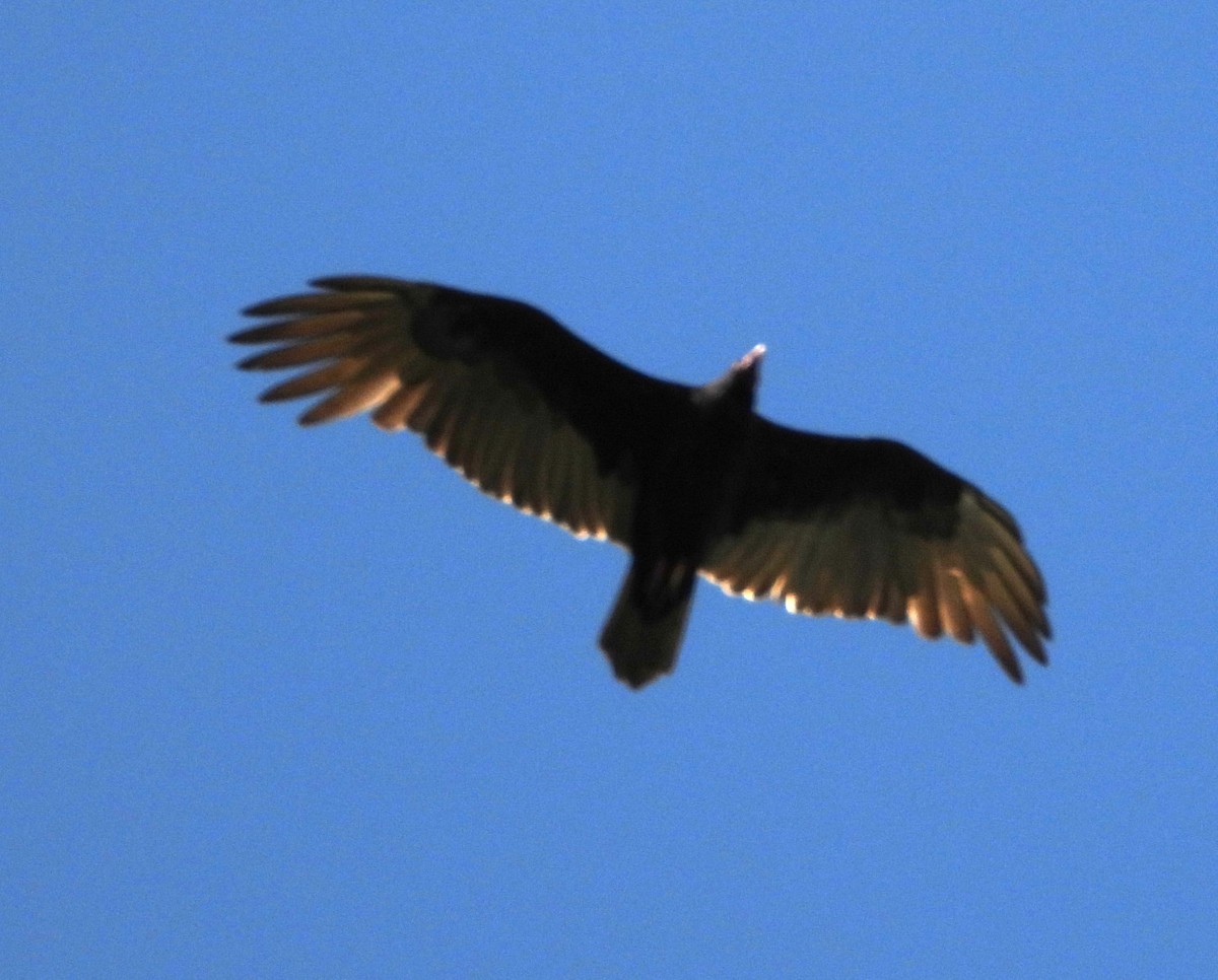 Turkey Vulture - ML641478635