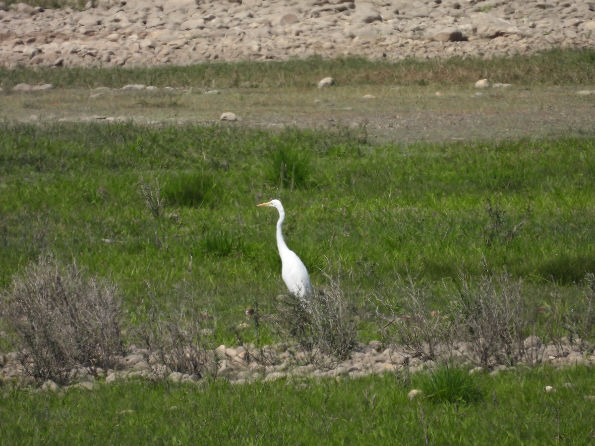 Great Egret - ML641478636