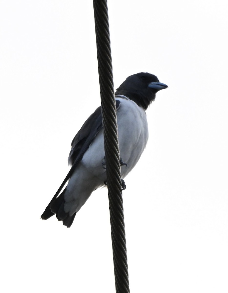 White-breasted Woodswallow - ML641478638