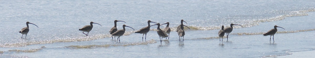 Eurasian Curlew - ML641478639