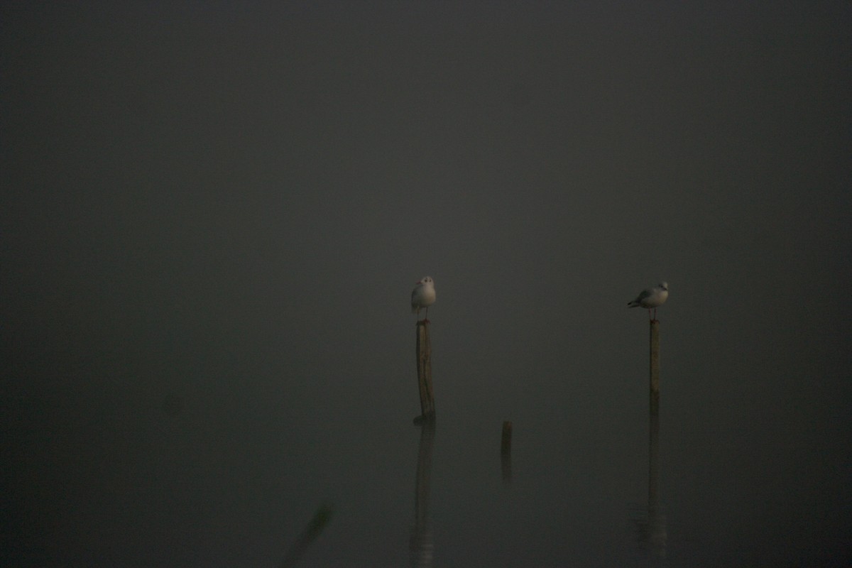 Black-headed Gull - ML641478640