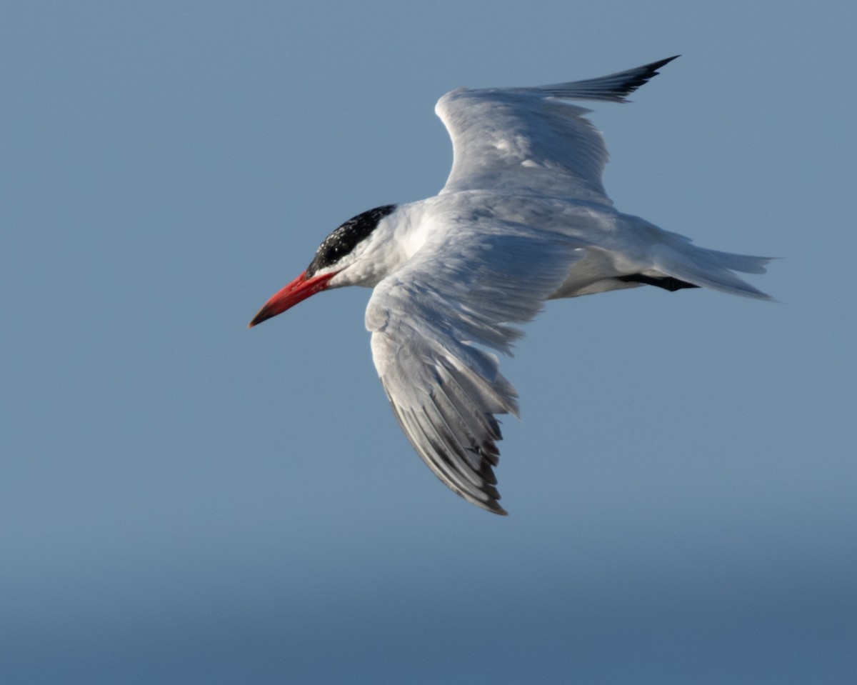 Caspian Tern - ML641478641