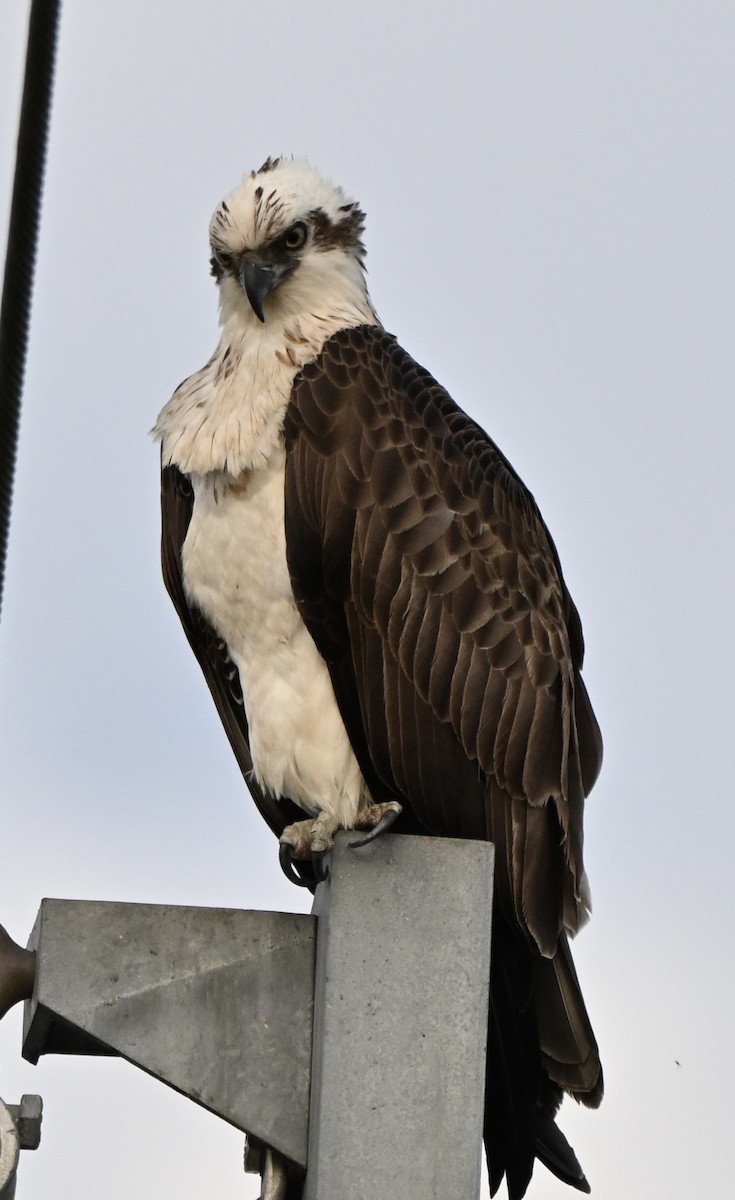 Osprey - ML641478644