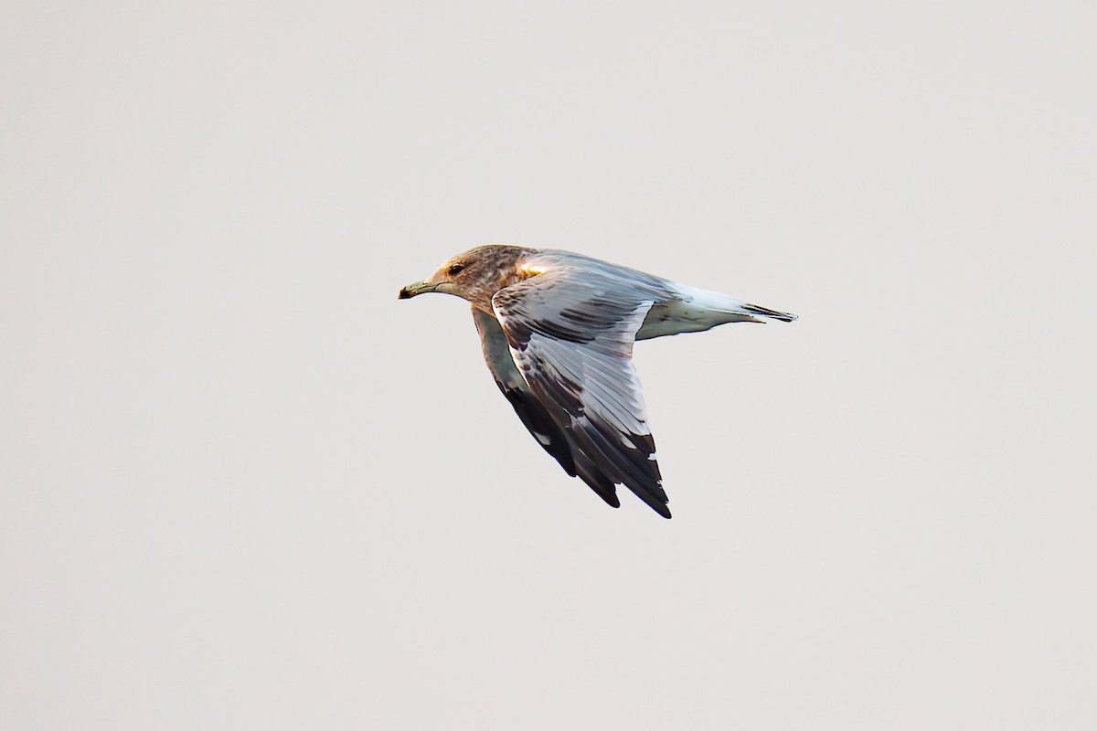 California Gull - ML641478648