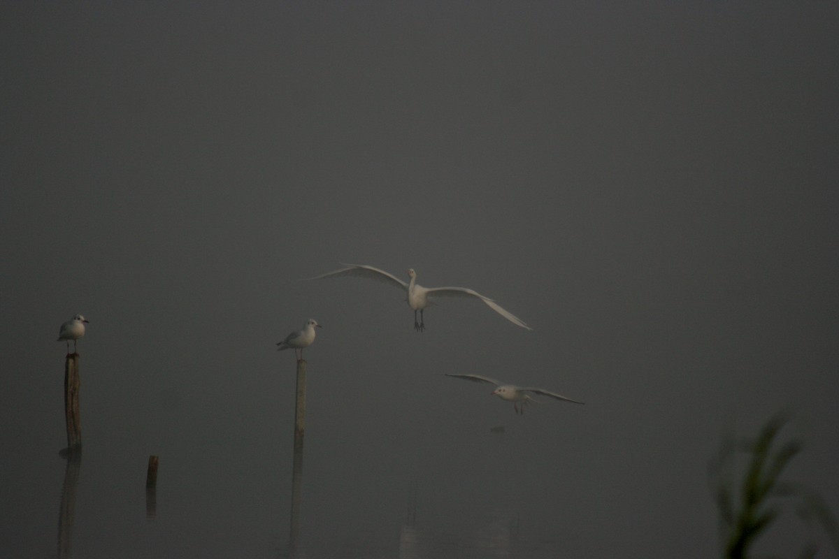 Great Egret - ML641478649