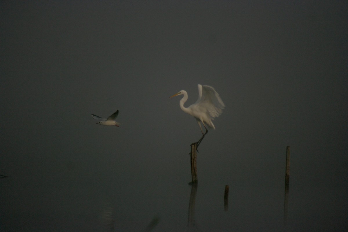 Great Egret - ML641478650
