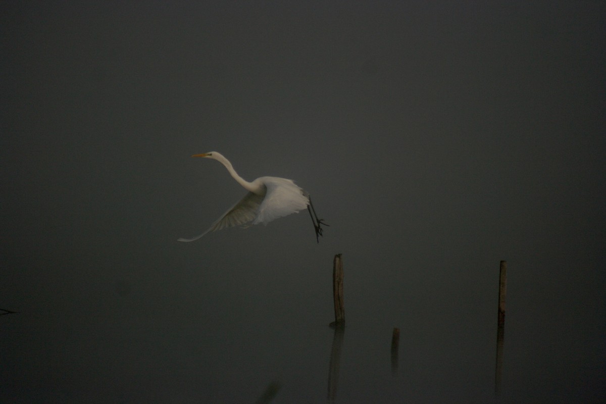 Great Egret - ML641478651