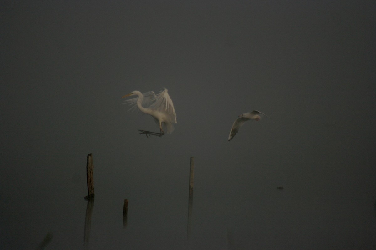 Great Egret - ML641478652
