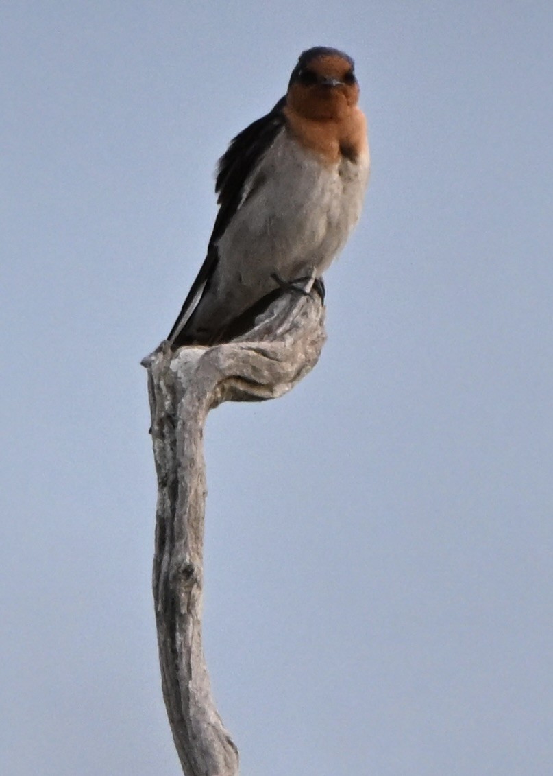 Welcome Swallow - ML641478653