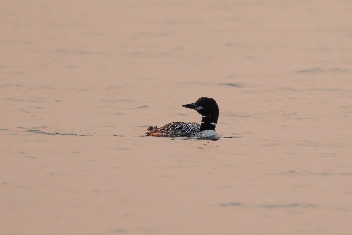 Common Loon - ML641478654