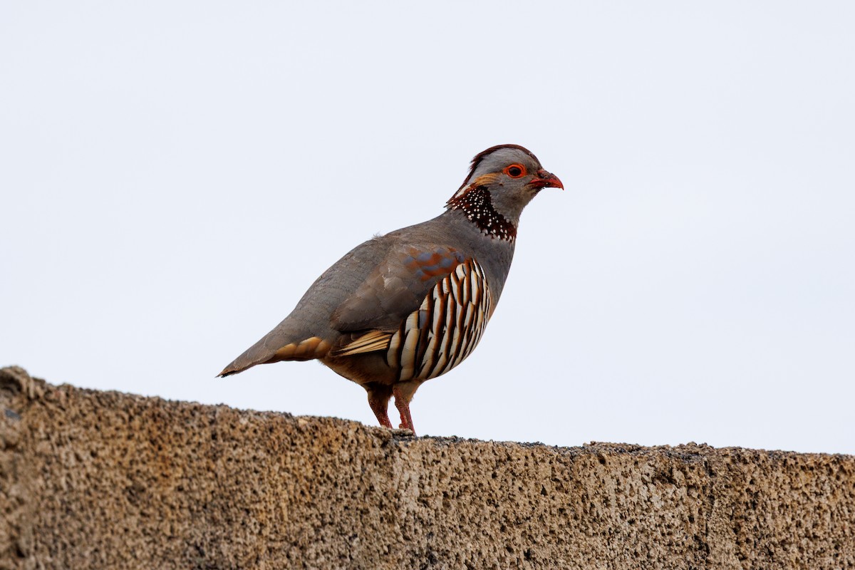 Barbary Partridge - ML641478655