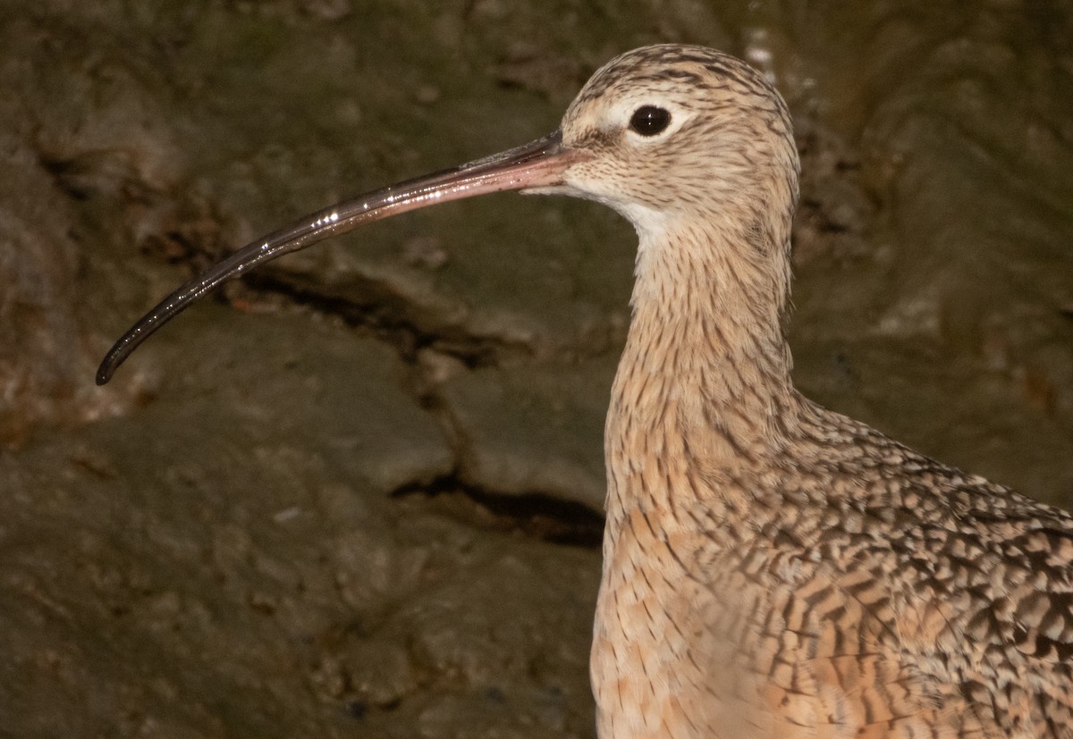 Long-billed Curlew - ML641478657