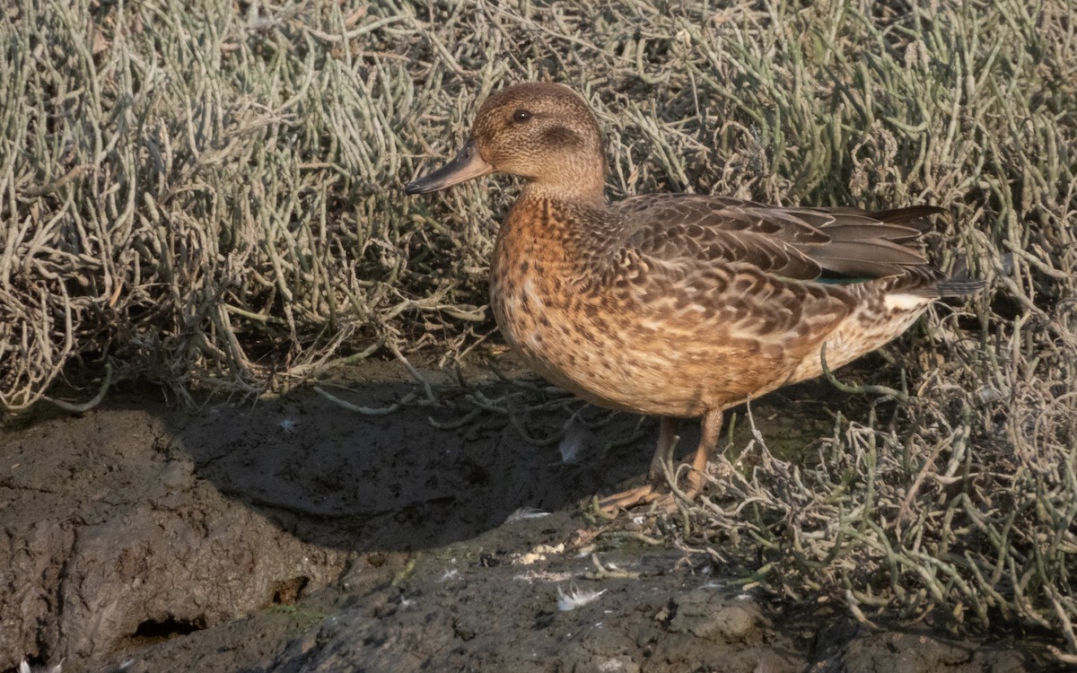 Green-winged Teal - ML641478658
