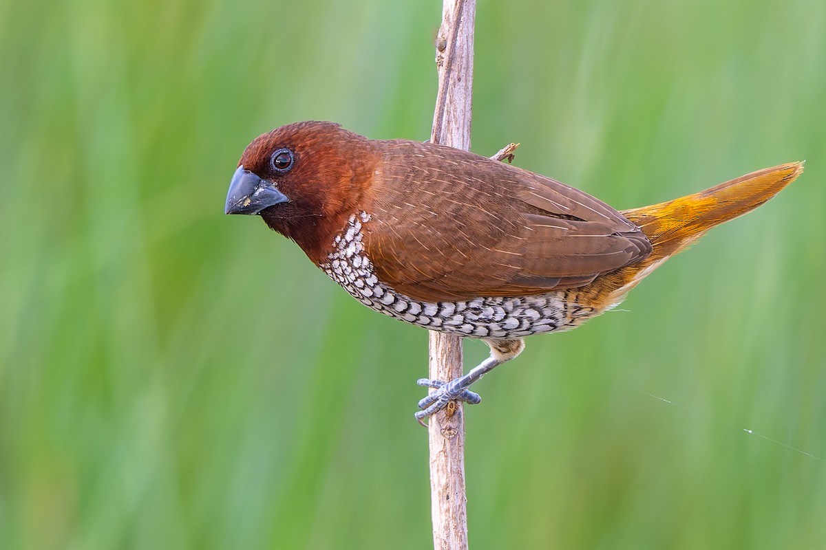 Scaly-breasted Munia - ML641478659