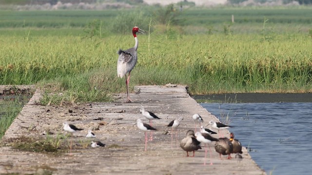 Sarus Crane - ML641478660