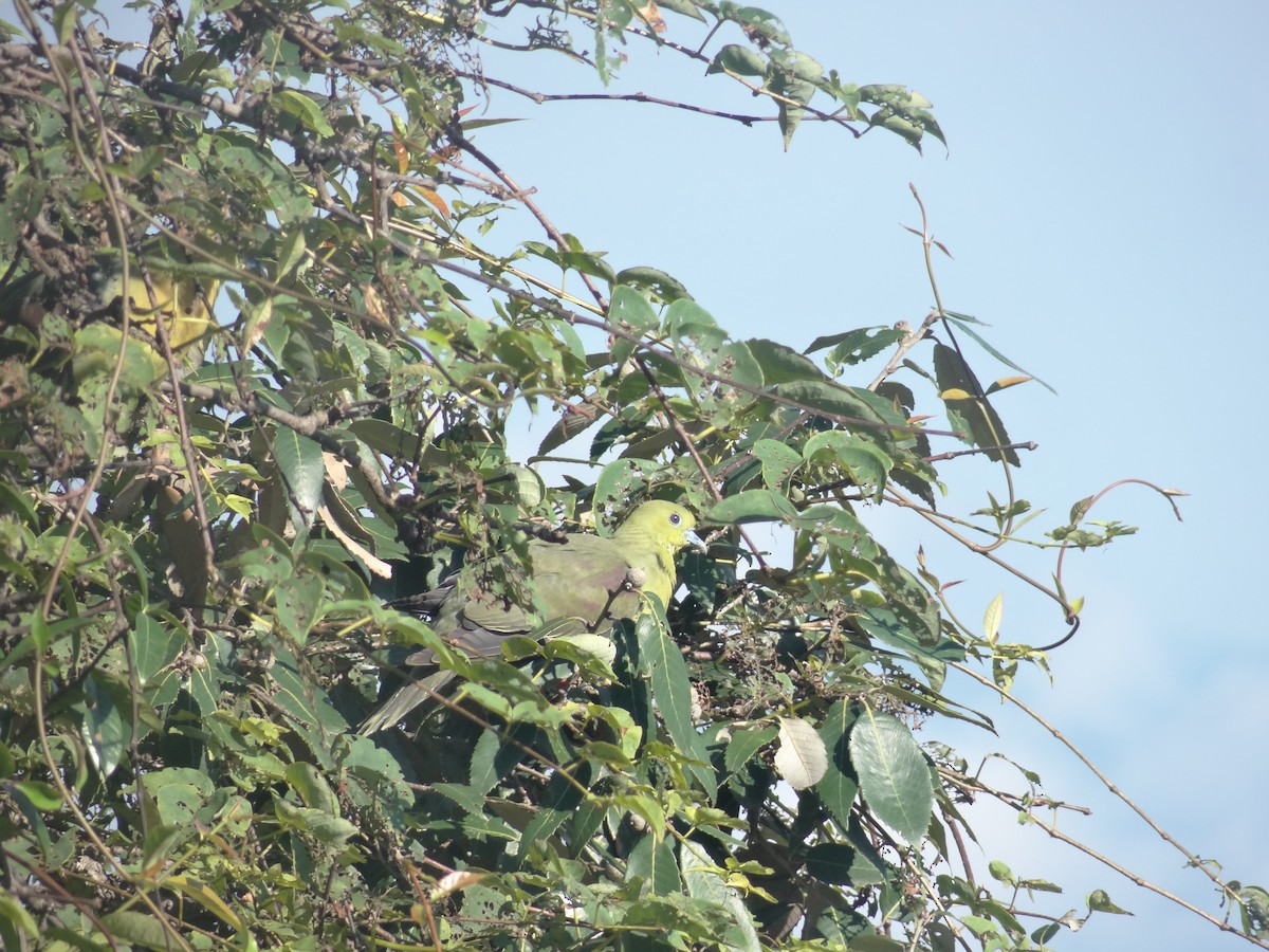 Wedge-tailed Green-Pigeon - ML641478678