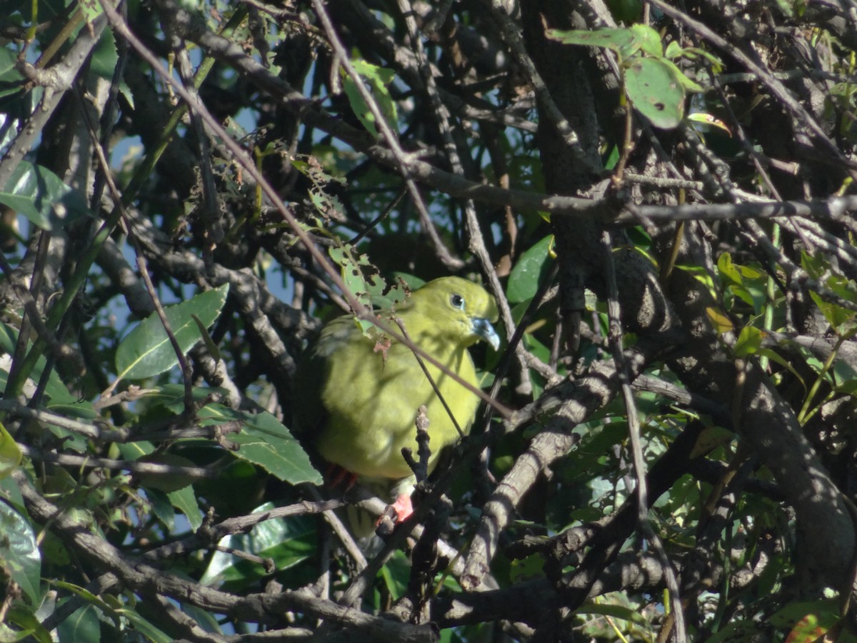 Wedge-tailed Green-Pigeon - ML641478681