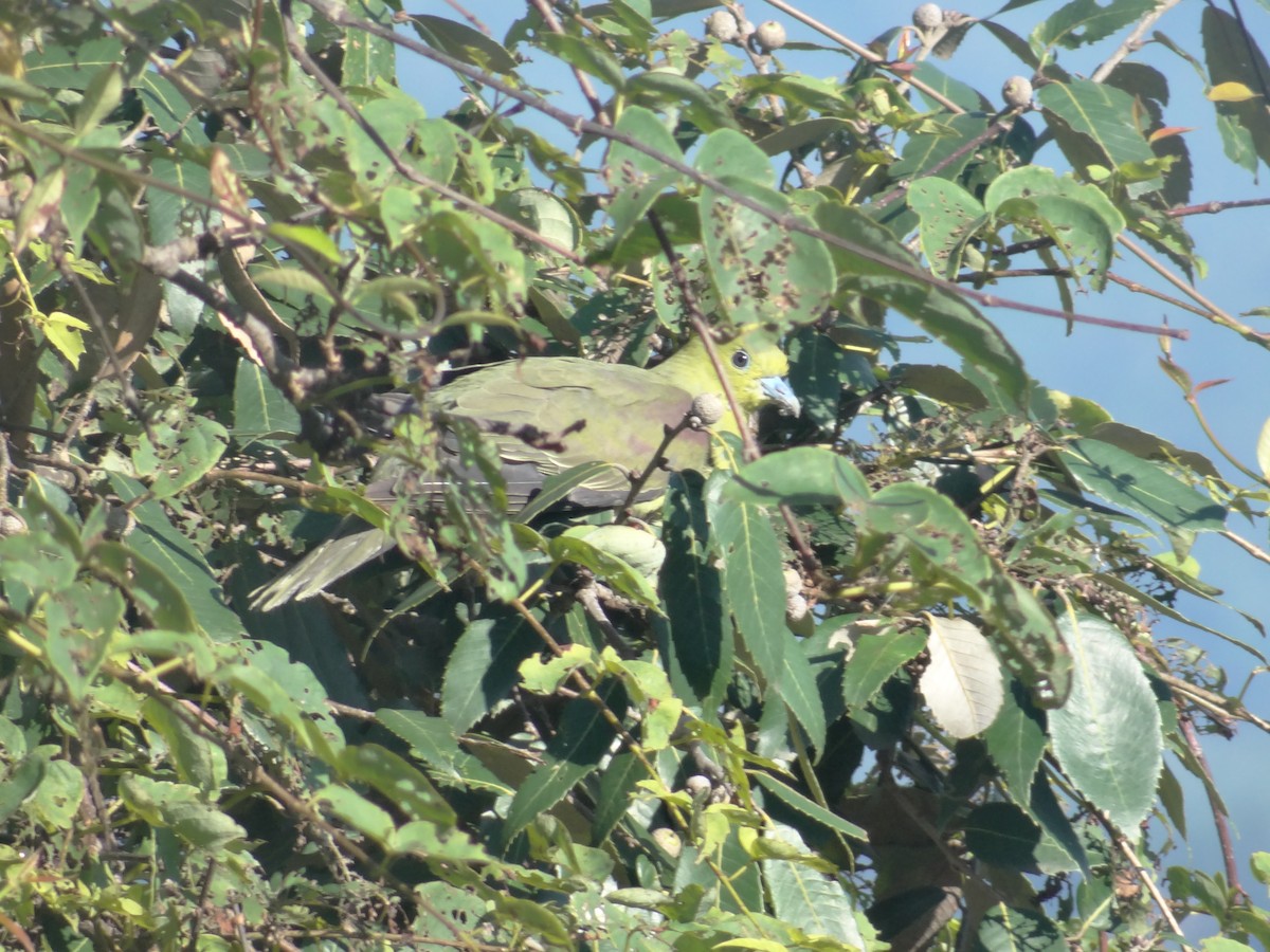 Wedge-tailed Green-Pigeon - ML641478687
