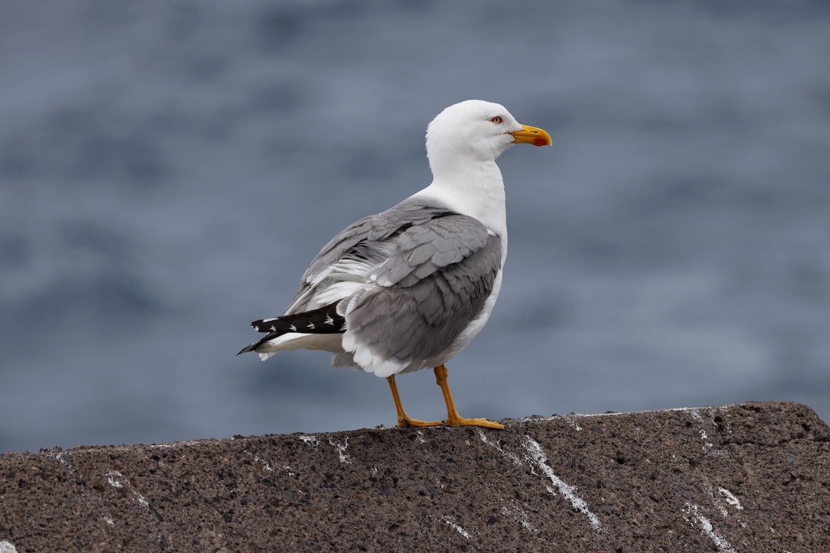 gulbeinmåke - ML641478704