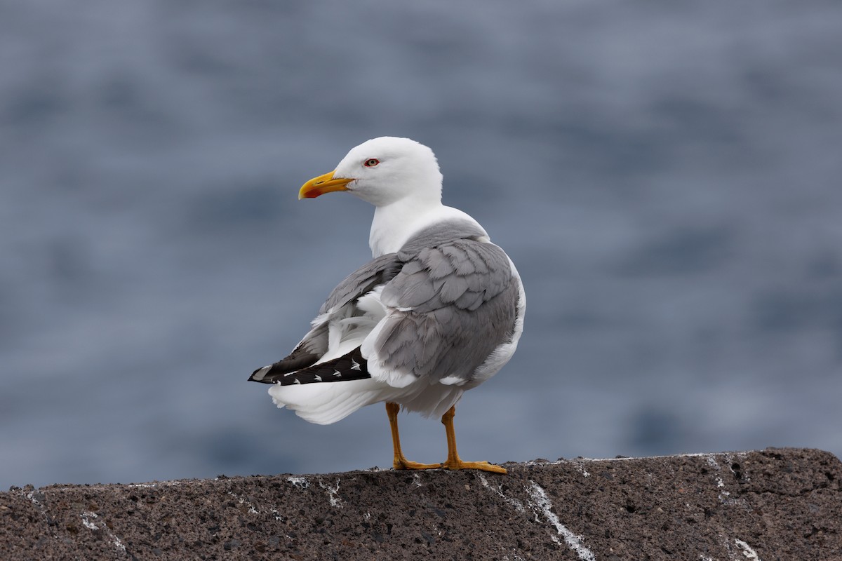 gulbeinmåke - ML641478707