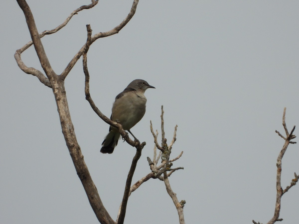 sangspottefugl - ML641478710