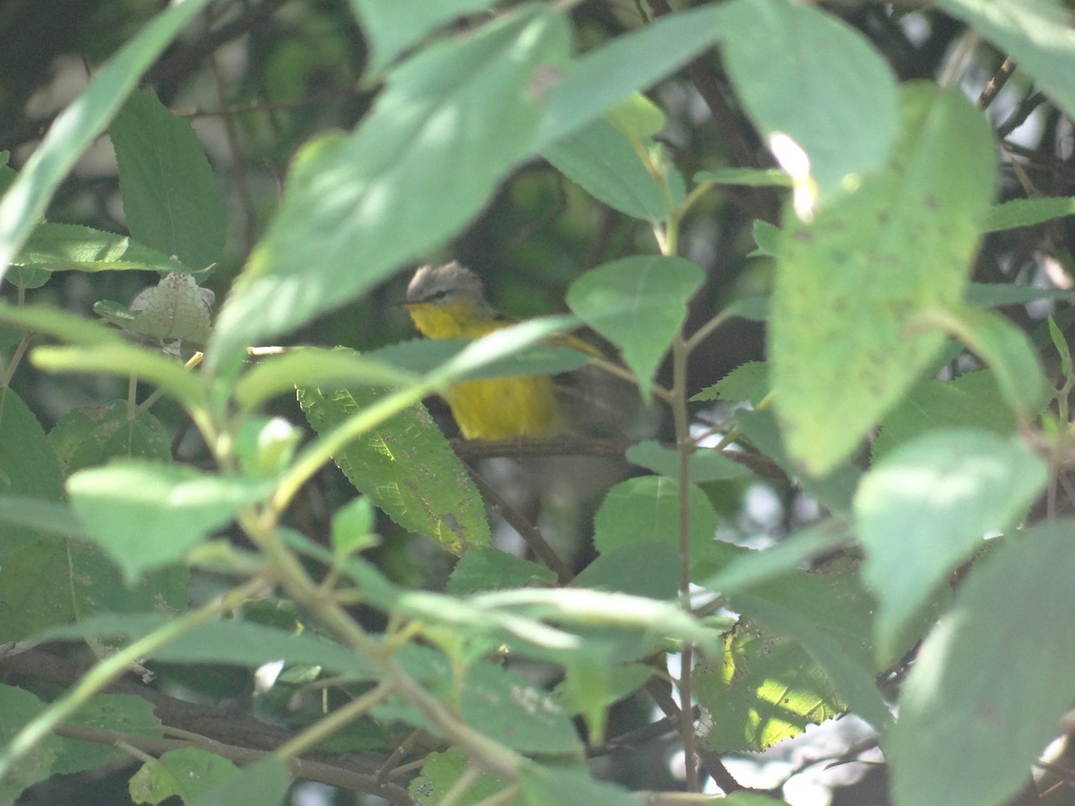 Gray-hooded Warbler - ML641478751