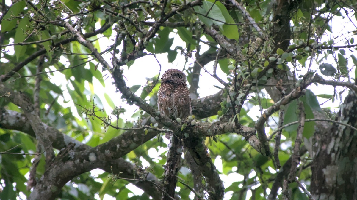 Asian Barred Owlet - ML641478777