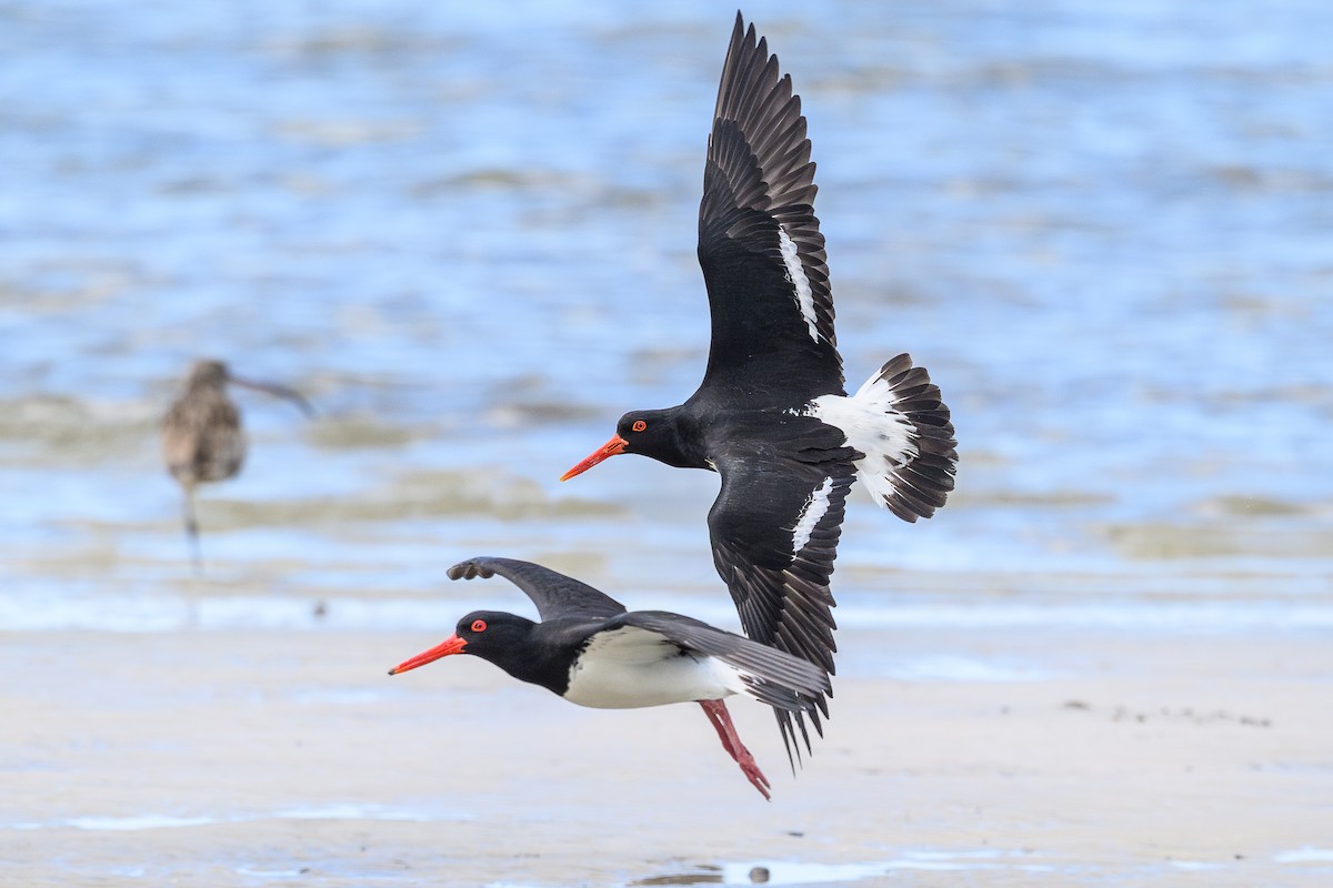 Pied Oystercatcher - ML641478796