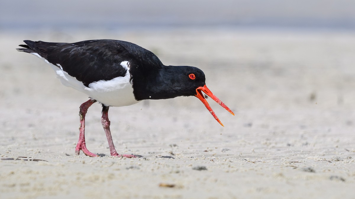 Pied Oystercatcher - ML641478797