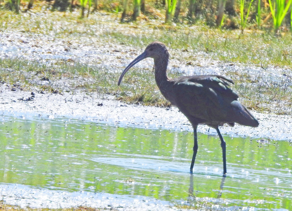 White-faced Ibis - ML641478801