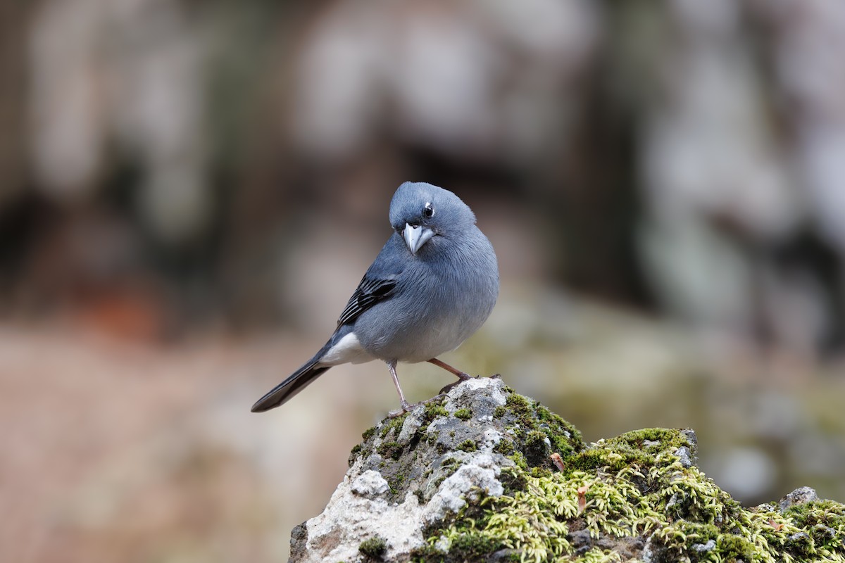 Tenerife Blue Chaffinch - ML641478803