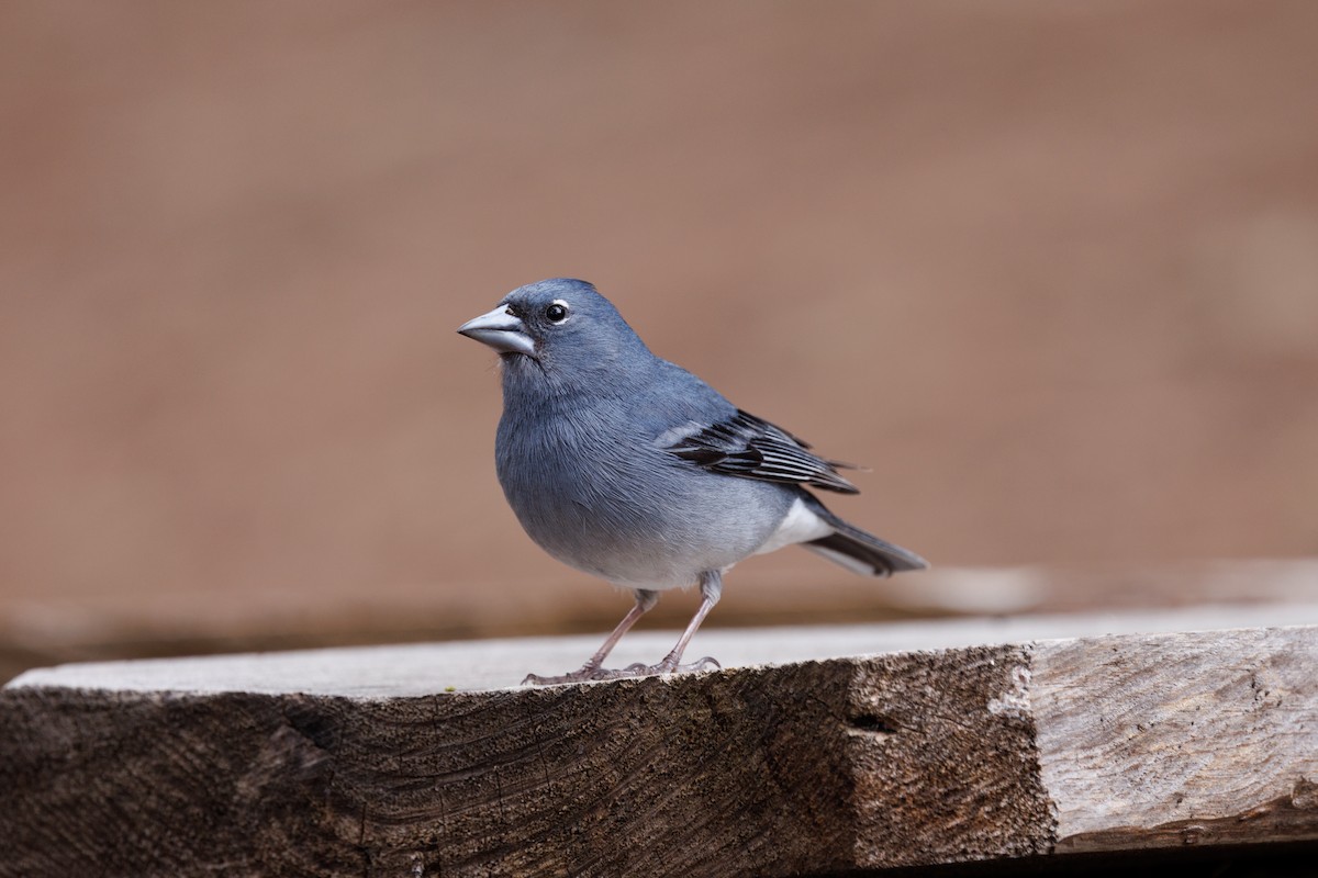 Tenerife Blue Chaffinch - ML641478806