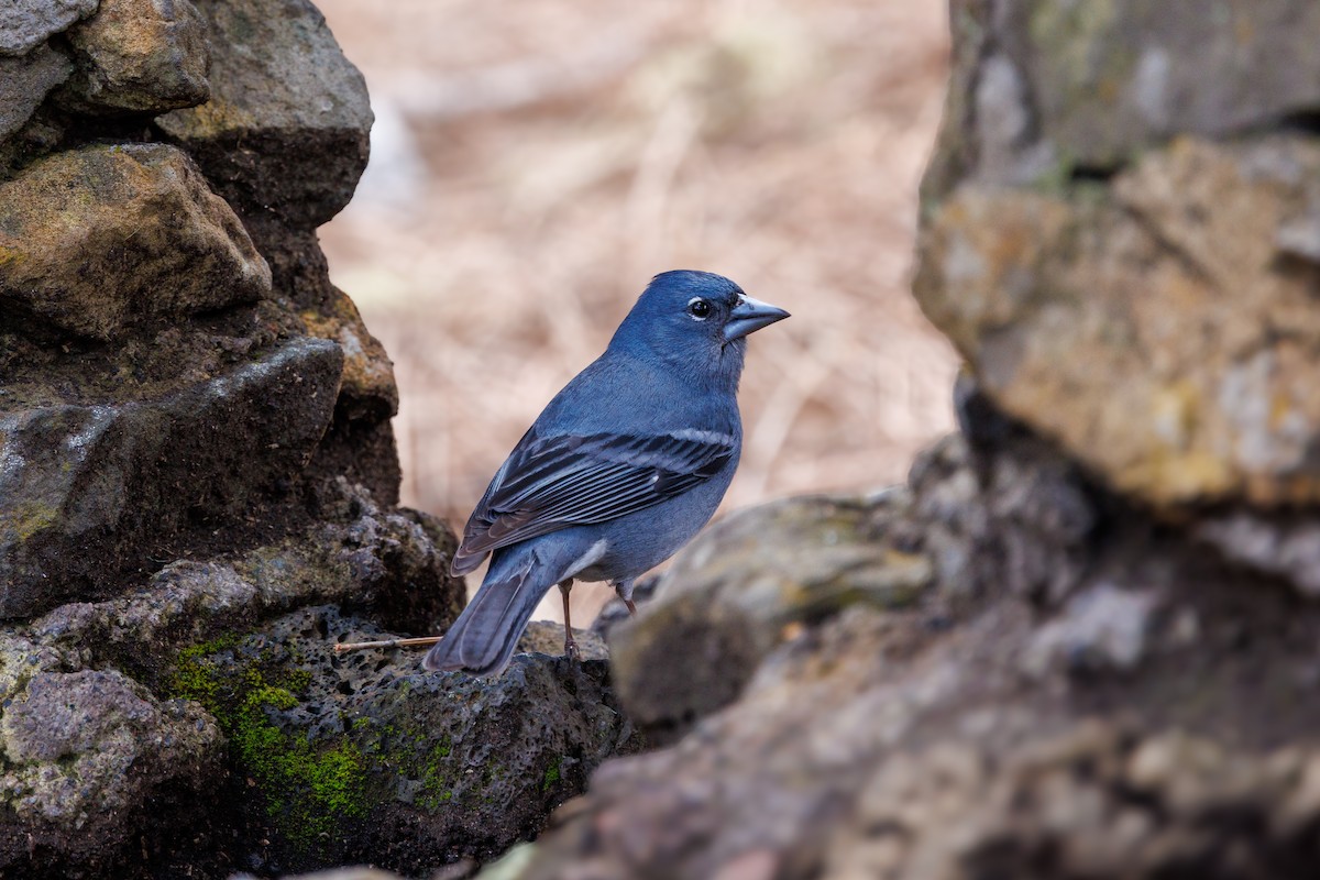 Tenerife Blue Chaffinch - ML641478809