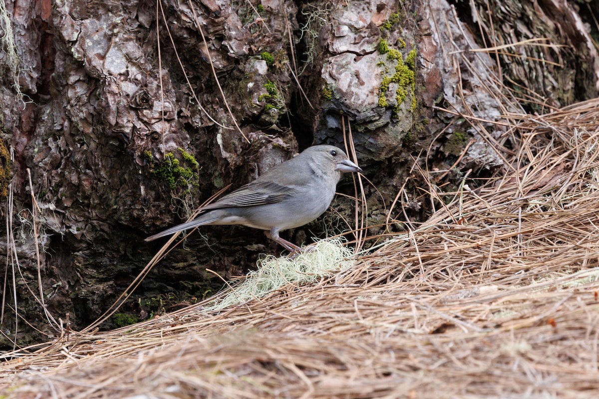 Tenerife Blue Chaffinch - ML641478811