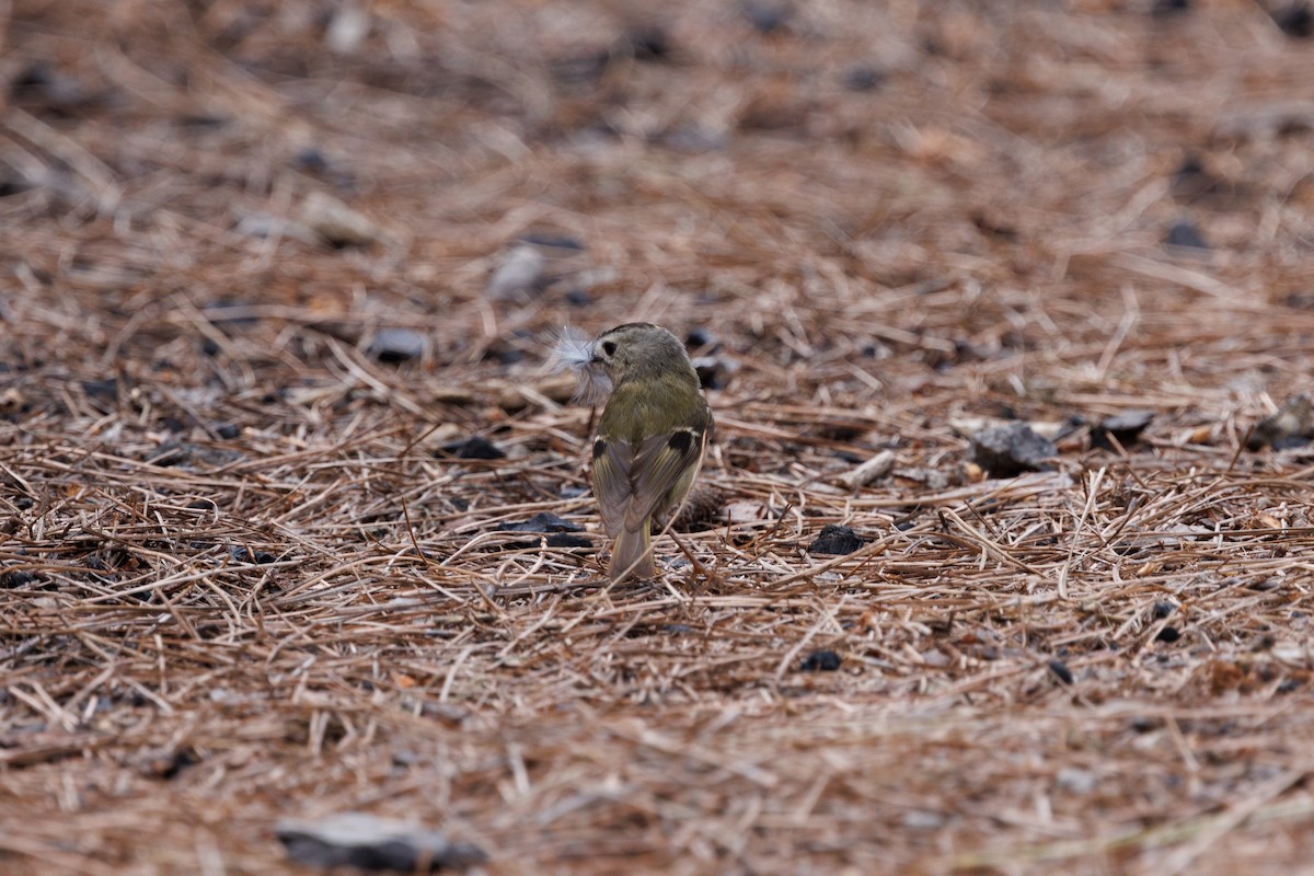 Goldcrest (Tenerife) - ML641478814