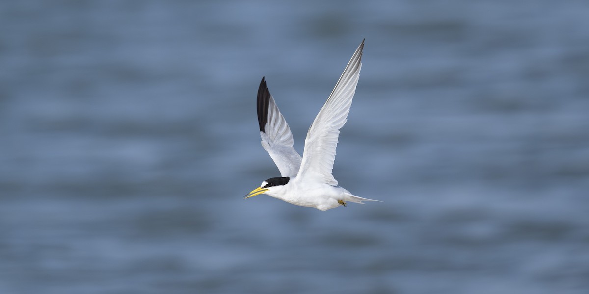 Saunders's Tern - Sunil Kini