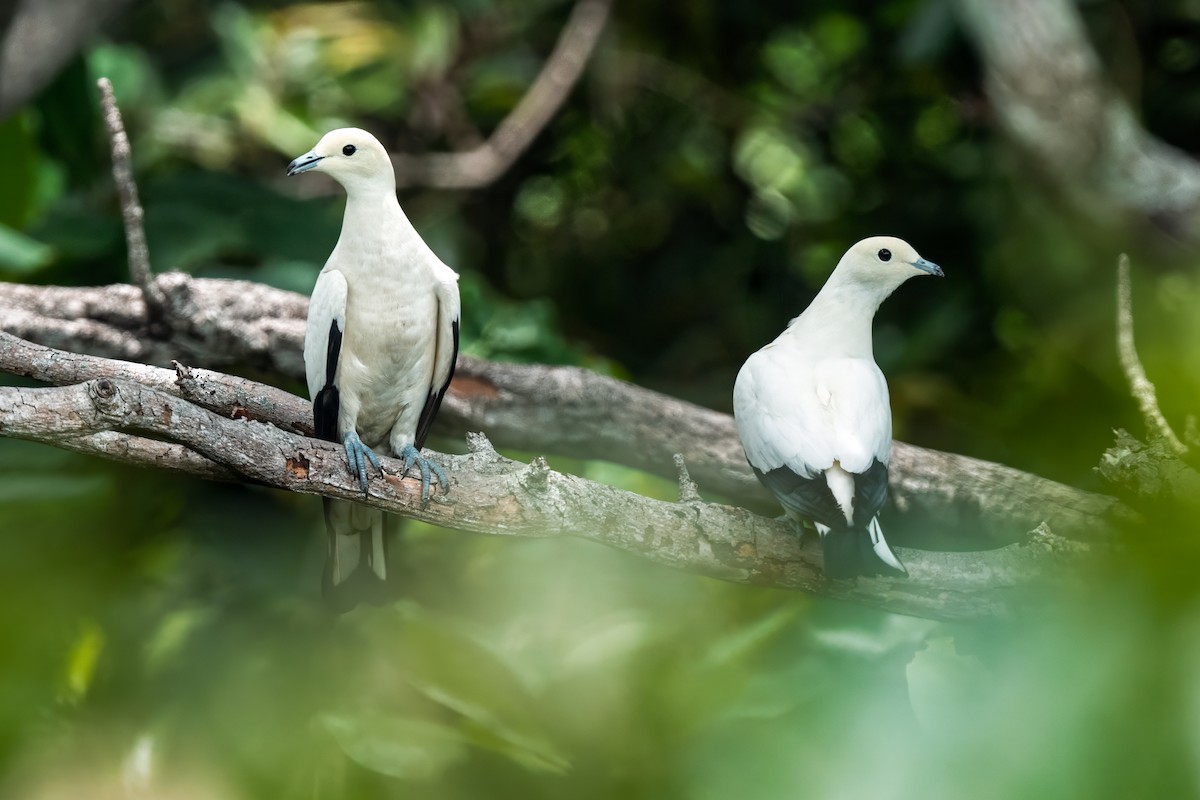 Pied Imperial-Pigeon - ML641478824