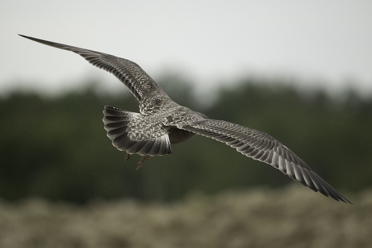 American Herring Gull - ML641478827