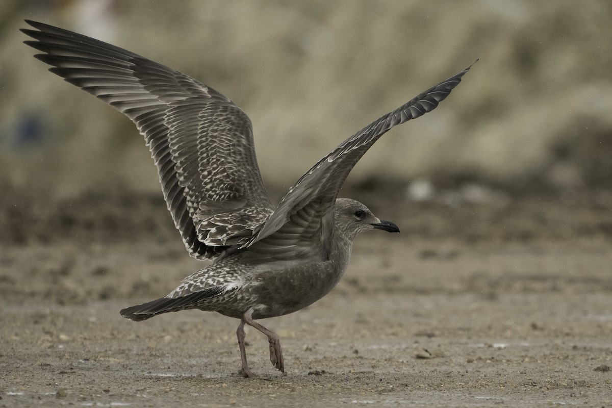 American Herring Gull - ML641478828
