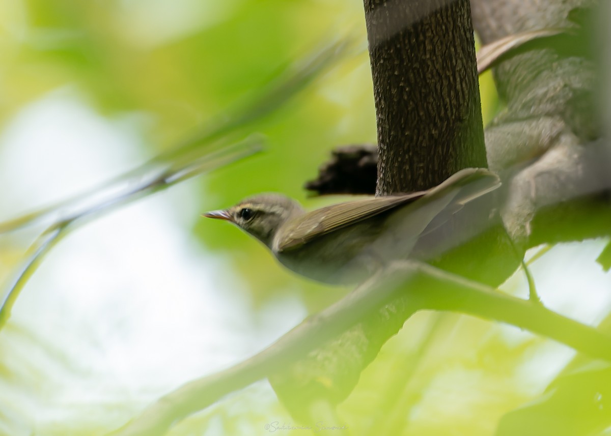 Arctic/Kamchatka Leaf Warbler - ML641478830