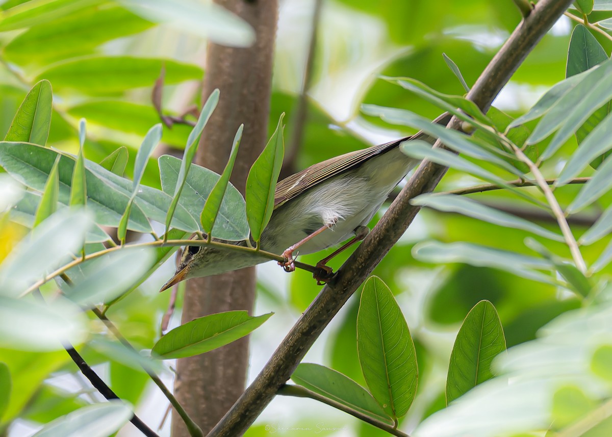 Arctic/Kamchatka Leaf Warbler - ML641478831